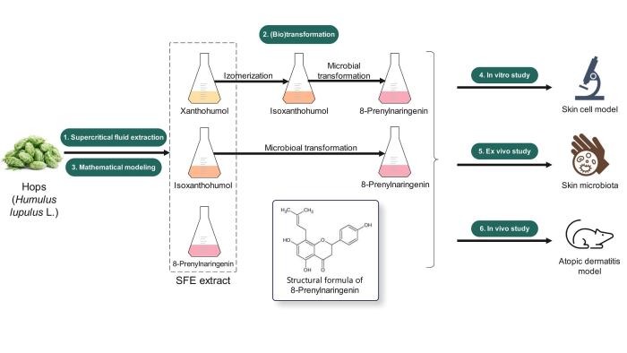 Na grafice schemat projektu „Biotechnologiczna metoda otrzymywania 8-prenylnaringeniny do zastosowań w leczeniu schorzeń skóry o podłożu zapalnym”