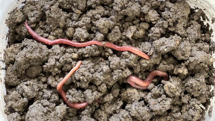 Na zdjęciu trzy dżdżownice w glebie