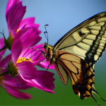 Na zdjęciu: motyl siedzący na kwiatku